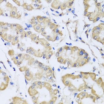 RCN2 Antibody - Immunohistochemistry of paraffin-embedded human stomach tissue.