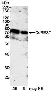 RCOR1 / COREST Antibody - Detection of Human CoREST by Western Blot. Samples: Nuclear extract (5 and 25 ug) from HeLa cells. Antibody: Affinity purified rabbit anti-CoREST antibody used at 0.2 ug/ml. Detection: Chemiluminescence with a 10 minute exposure.