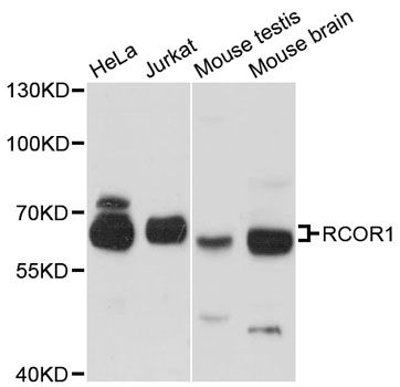 RCOR1 / COREST Antibody - Western blot analysis of extracts of various cell lines, using RCOR1 antibody at 1:3000 dilution. The secondary antibody used was an HRP Goat Anti-Rabbit IgG (H+L) at 1:10000 dilution. Lysates were loaded 25ug per lane and 3% nonfat dry milk in TBST was used for blocking. An ECL Kit was used for detection and the exposure time was 30s.