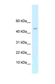 RCS / ARPP-21 Antibody - ARPP21 / ARPP-21 antibody Western blot of Mouse Spleen lysate. Antibody concentration 1 ug/ml.  This image was taken for the unconjugated form of this product. Other forms have not been tested.