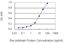 RD / PHYH Antibody - Detection limit for recombinant GST tagged PHYH is 0.1 ng/ml as a capture antibody.