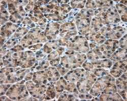 RDH11 Antibody - IHC of paraffin-embedded pancreas tissue using anti-RDH11 mouse monoclonal antibody. (Dilution 1:50).