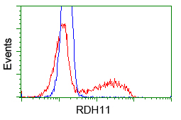 RDH11 Antibody - HEK293T cells transfected with either pCMV6-ENTRY RDH11 (Red) or empty vector control plasmid (Blue) were immunostained with anti-RDH11 mouse monoclonal, and then analyzed by flow cytometry.