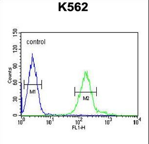 RDH16 Antibody - RDH16 Antibody flow cytometry of K562 cells (right histogram) compared to a negative control cell (left histogram). FITC-conjugated goat-anti-rabbit secondary antibodies were used for the analysis.