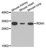 RDM1 Antibody - Western blot analysis of extracts of various cell lines.