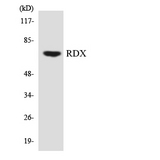 RDX / Radixin Antibody - Western blot analysis of the lysates from HT-29 cells using RDX antibody.