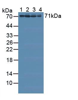 RDX / Radixin Antibody - Western Blot; Sample: Lane1: Porcine Liver Tissue; Lane2: Porcine Kidney Tissue; Lane3: Human Hela Cells; Lane4: Human 293T Cells.