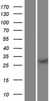 REC114 / C15orf60 Protein - Western validation with an anti-DDK antibody * L: Control HEK293 lysate R: Over-expression lysate