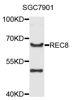 REC8 Antibody - Western blot analysis of extract of SGC7901 cells.