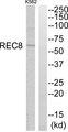 REC8 Antibody - Western blot analysis of extracts from K562 cells, using REC8 antibody.