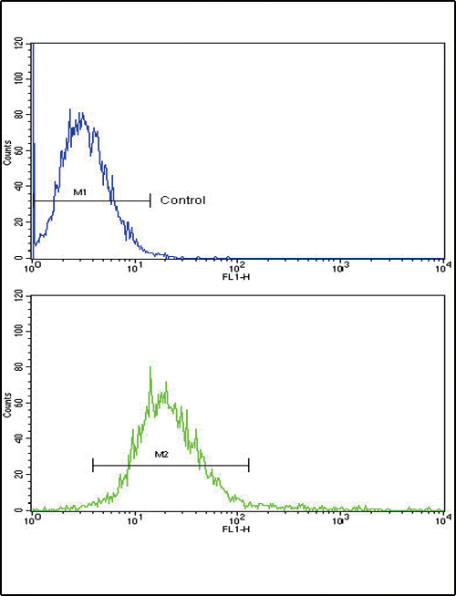 RECK Antibody - RECK Antibody flow cytometry of k562 cells (bottom histogram) compared to a negative control cell (top histogram). FITC-conjugated goat-anti-rabbit secondary antibodies were used for the analysis.