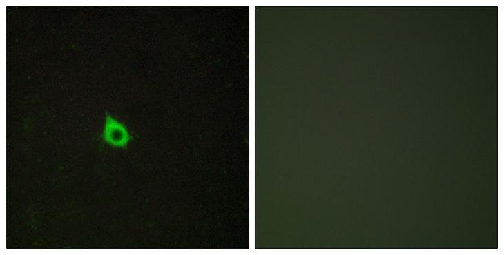 RECK Antibody - Peptide - + Immunofluorescence analysis of HepG2 cells, using RECK antibody.