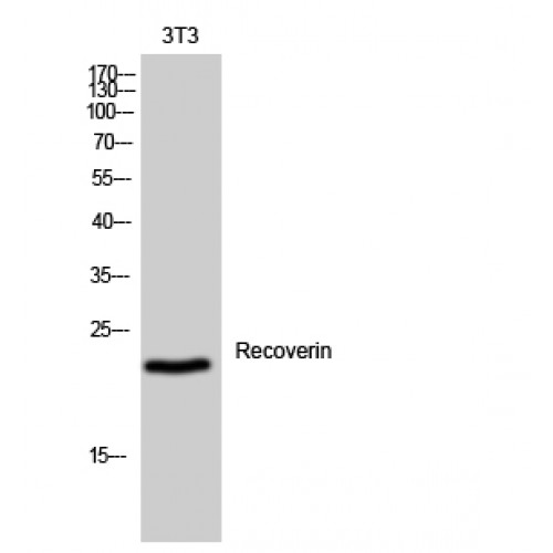 Recoverin Antibody - Western blot of Recoverin antibody