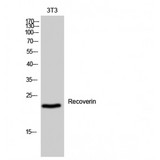 Recoverin Antibody - Western blot of Recoverin antibody