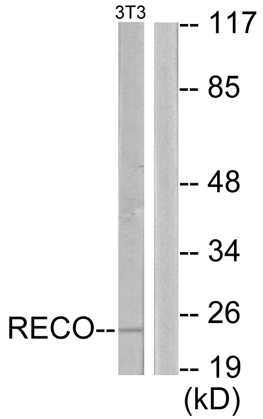 Recoverin Antibody - Western blot analysis of lysates from NIH/3T3 cells, using Recoverin Antibody. The lane on the right is blocked with the synthesized peptide.
