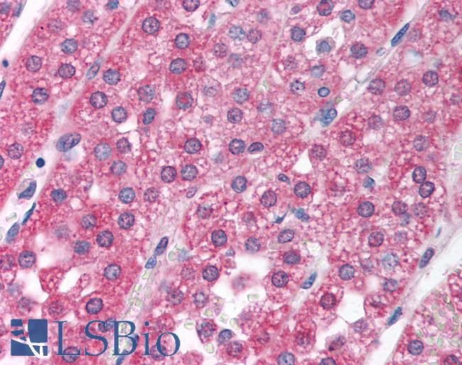 Recoverin Antibody - Anti-RCVRN / Recoverin antibody IHC of human adrenal. Immunohistochemistry of formalin-fixed, paraffin-embedded tissue after heat-induced antigen retrieval. Antibody concentration 5 ug/ml.  This image was taken for the unconjugated form of this product. Other forms have not been tested.