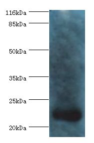 Recoverin Antibody - Western blot. All lanes: Recoverin antibody at 2 ug/ml+mouse eye tissue. Secondary antibody: goat polyclonal to rabbit at 1:10000 dilution. Predicted band size: 23 kDa. Observed band size: 23 kDa.  This image was taken for the unconjugated form of this product. Other forms have not been tested.