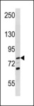 RECQ1 / RECQL Antibody - RECQL Antibody western blot of U-937 cell line lysates (35 ug/lane). The RECQL antibody detected the RECQL protein (arrow).