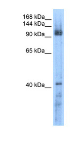 RECQ5 / RECQL5 Antibody - RECQL5 antibody ARP36360_P050-NP_004250-RECQL5(RecQ protein-like 5) Antibody Western blot of Transfected 293T cell lysate.  This image was taken for the unconjugated form of this product. Other forms have not been tested.