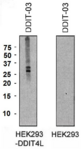 REDD-2 / DDIT4L Antibody - Western blotting analysis of DDIT4L expression in HEK293-DDIT4L transfectants and HEK293 cells using mouse monoclonal antibody DDIT-03.