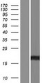 REEP1 Protein - Western validation with an anti-DDK antibody * L: Control HEK293 lysate R: Over-expression lysate