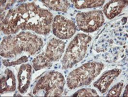 REEP2 Antibody - IHC of paraffin-embedded Human Kidney tissue using anti-REEP2 mouse monoclonal antibody.