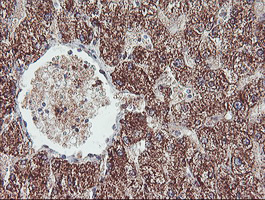 REEP2 Antibody - IHC of paraffin-embedded Human liver tissue using anti-REEP2 mouse monoclonal antibody.
