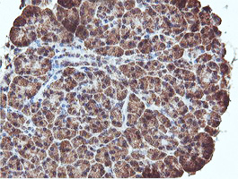 REEP2 Antibody - IHC of paraffin-embedded Human pancreas tissue using anti-REEP2 mouse monoclonal antibody.