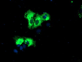 REEP2 Antibody - Anti-REEP2 mouse monoclonal antibody immunofluorescent staining of COS7 cells transiently transfected by pCMV6-ENTRY REEP2.