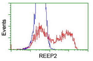 REEP2 Antibody - HEK293T cells transfected with either overexpress plasmid (Red) or empty vector control plasmid (Blue) were immunostained by anti-REEP2 antibody, and then analyzed by flow cytometry.