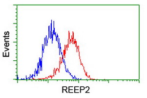 REEP2 Antibody - Flow cytometry of HeLa cells, using anti-REEP2 antibody (Red), compared to a nonspecific negative control antibody (Blue).