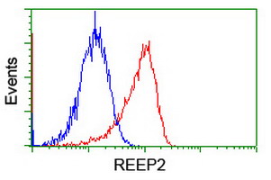REEP2 Antibody - Flow cytometry of Jurkat cells, using anti-REEP2 antibody (Red), compared to a nonspecific negative control antibody (Blue).