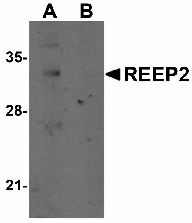 REEP2 Antibody - Western blot of REEP2 in mouse lung tissue lysate with REEP2 antibody at 1 ug/ml in (A) the absence and (B) the presence of blocking peptide.
