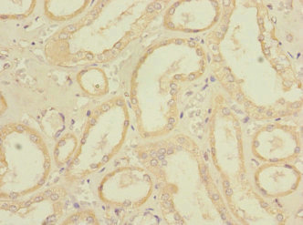 REEP3 Antibody - Immunohistochemistry of paraffin-embedded human kidney tissue using REEP3 Antibody at dilution of 1:100