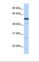 REEP4 Antibody - HepG2 cell lysate. Antibody concentration: 1.0 ug/ml. Gel concentration: 12%.  This image was taken for the unconjugated form of this product. Other forms have not been tested.