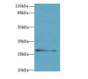 REEP4 Antibody - Western blot. All lanes: REEP4 antibody at 0.7 ug/ml+ U251 whole cell lysate Goat polyclonal to rabbit at 1:10000 dilution. Predicted band size: 29 kDa. Observed band size: 29 kDa.