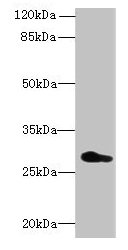 REEP4 Antibody - Western blot All lanes: REEP4 antibody at 0.7µg/ml + U251 whole cell lysate Secondary Goat polyclonal to rabbit IgG at 1/10000 dilution Predicted band size: 30, 20 kDa Observed band size: 30 kDa