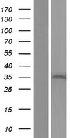 REEP4 Protein - Western validation with an anti-DDK antibody * L: Control HEK293 lysate R: Over-expression lysate