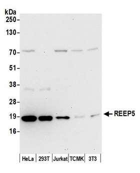 REEP5 Antibody - Detection of human and mouse REEP5 by western blot. Samples: Whole cell lysate (15 µg) from HeLa, HEK293T, Jurkat, mouse TCMK-1, and mouse NIH 3T3 cells prepared using NETN lysis buffer. Antibody: Affinity purified rabbit anti-REEP5 antibody used for WB at 0.04 µg/ml. Detection: Chemiluminescence with an exposure time of 30 seconds.