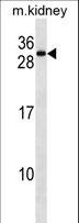 REEP5 Antibody - REEP5 Antibody western blot of mouse kidney tissue lysates (35 ug/lane). The REEP5 antibody detected the REEP5 protein (arrow).