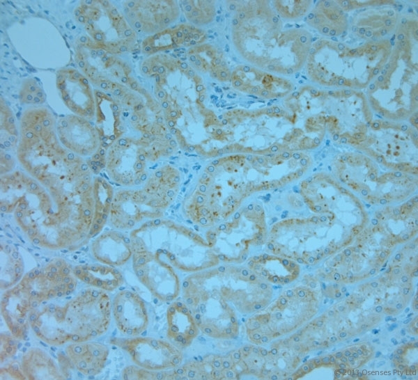 REEP5 Antibody - Rabbit antibody to REEP5 (150-189). IHC-P on paraffin sections of human kidney. HIER: Tris-EDTA, pH 9 for 20 min using Thermo PT Module. Blocking: 0.2% LFDM in TBST filtered through a 0.2 micron filter. Detection was done using Novolink HRP polymer from Leica following manufacturers instructions. Primary antibody: dilution 1:1000, incubated 30 min at RT (using Autostainer). Sections were counterstained with Harris Hematoxylin.