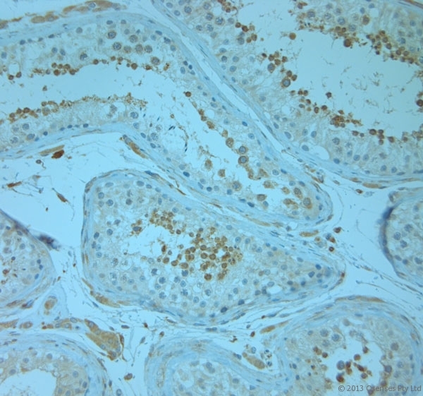 REEP5 Antibody - Rabbit antibody to REEP5 (150-189). IHC-P on paraffin sections of human testis. HIER: Tris-EDTA, pH 9 for 20 min using Thermo PT Module. Blocking: 0.2% LFDM in TBST filtered through a 0.2 micron filter. Detection was done using Novolink HRP polymer from Leica following manufacturers instructions. Primary antibody: dilution 1:1000, incubated 30 min at RT (using Autostainer). Sections were counterstained with Harris Hematoxylin.