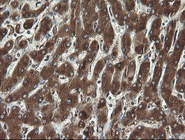 REEP5 Antibody - IHC of paraffin-embedded Human liver tissue using anti-REEP5 mouse monoclonal antibody.