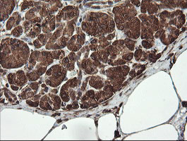 REEP5 Antibody - IHC of paraffin-embedded Human pancreas tissue using anti-REEP5 mouse monoclonal antibody.