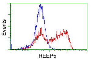 REEP5 Antibody - HEK293T cells transfected with either overexpress plasmid (Red) or empty vector control plasmid (Blue) were immunostained by anti-REEP5 antibody, and then analyzed by flow cytometry.