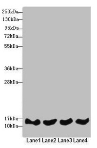 REEP5 Antibody - Western blot All lanes: REEP5 antibody at 4.56µg/ml Lane 1: Jurkat whole cell lysate Lane 2: MCF-7 whole cell lysate Lane 3: K562 whole cell lysate Lane 4: Hela whole cell lysate Secondary Goat polyclonal to rabbit IgG at 1/10000 dilution Predicted band size: 22, 15 kDa Observed band size: 15 kDa