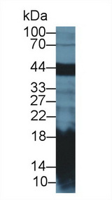 REG1A Antibody - Western Blot; Sample: Mouse Pancreas lysate; Primary Ab: 2µg/ml Rabbit Anti-Rat REG1a Antibody Second Ab: 0.2µg/mL HRP-Linked Caprine Anti-Rabbit IgG Polyclonal Antibody