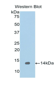 REG1A Antibody - Western blot of recombinant REG1A / REG.  This image was taken for the unconjugated form of this product. Other forms have not been tested.