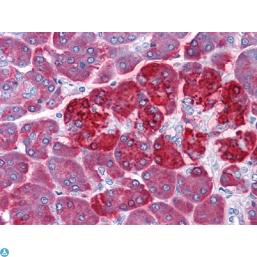 REG1A Antibody - Immunohistochemistry (IHC) analysis of paraffin-embedded Human Pancreas tissues with AEC staining using Reg Ialpha Monoclonal Antibody.