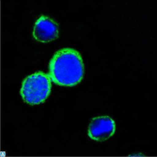 REG1A Antibody - Confocal Immunofluorescence (IF) analysis of PC12 cells using Reg Ialpha Monoclonal Antibody (green). Blue: DRAQ5 fluorescent DNA dye.